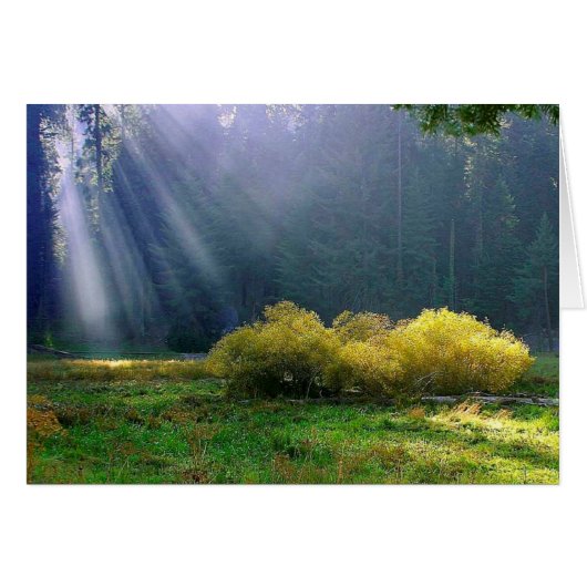 A meadow in the sun. cards (Front Horizontal)