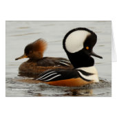 A Meeting of Hooded Mergansers (Front Horizontal)