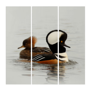 A Meeting of Hooded Mergansers at the Pond Triptych