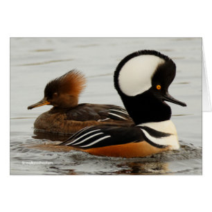 A Meeting of Hooded Mergansers Cards