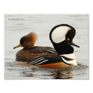 A Meeting of Hooded Mergansers Photo Print