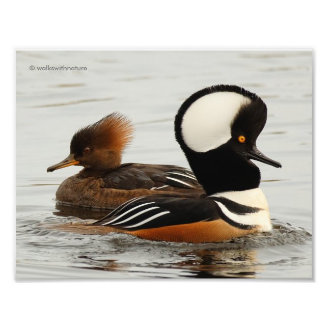 A Meeting of Hooded Mergansers Photo Print (Front)