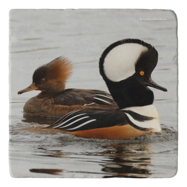 A Meeting of Hooded Mergansers Trivet (Front)