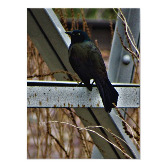 "A Messenger of Hope" Photo Print (Front)