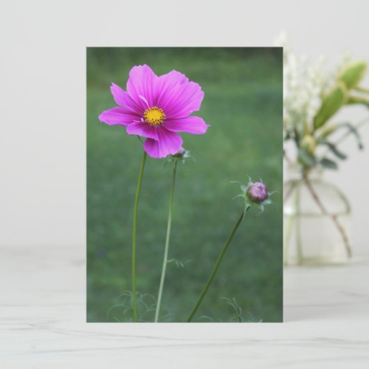 A Mexican Aster (Standing Front)