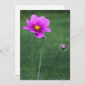 A Mexican Aster (Front/Back)