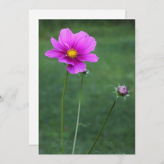 A Mexican Aster (Front/Back)