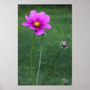 A Mexican Aster Poster