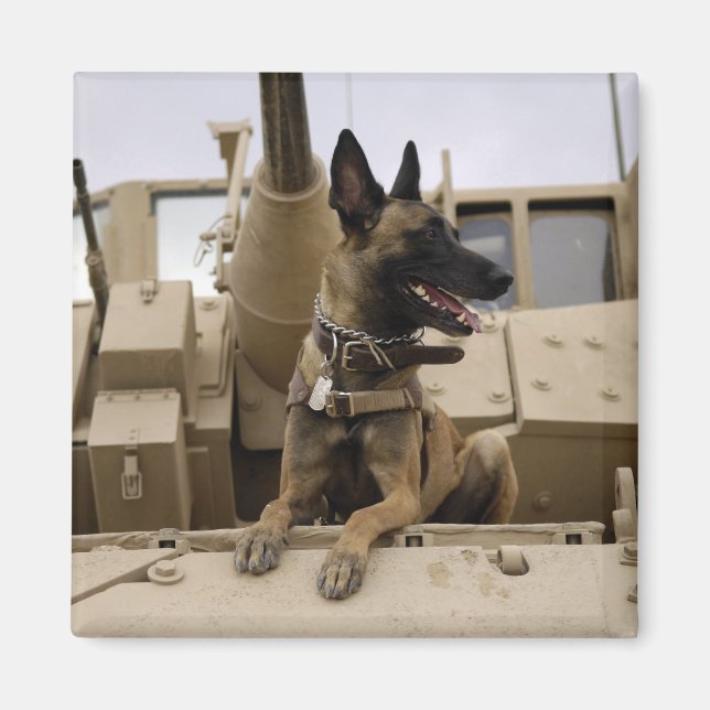 A military working dog sits on a M2A3 Magnet (Front)