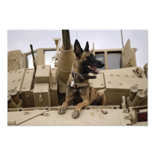 A military working dog sits on a M2A3 Photo Print