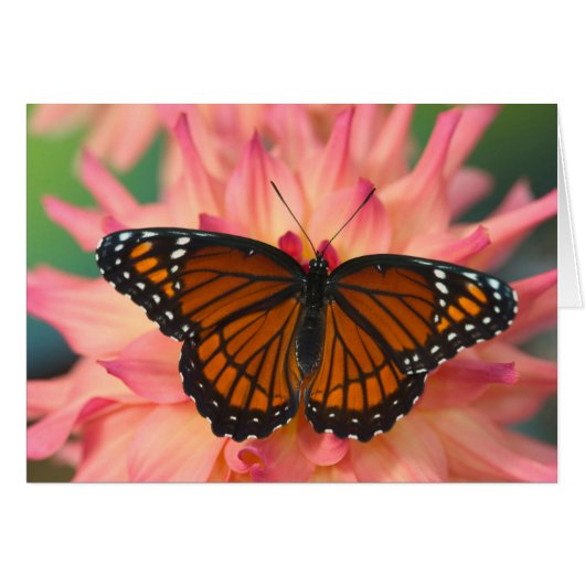A Mimic Of The Monarch Butterfly Cards (Front Horizontal)