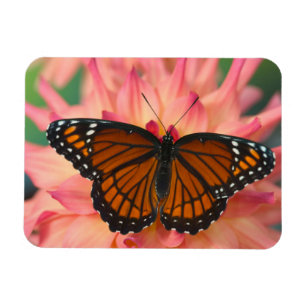 A Mimic Of The Monarch Butterfly Magnet
