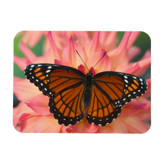 A Mimic Of The Monarch Butterfly Magnet (Horizontal)
