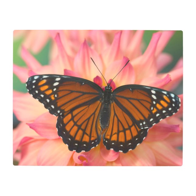 A Mimic Of The Monarch Butterfly Metal Print (Front)