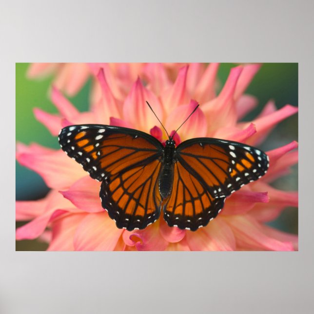 A Mimic Of The Monarch Butterfly Poster (Front)