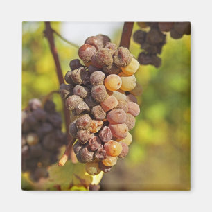 A moldy Semillon grape bunch at Ch Raymond Lafon Magnet