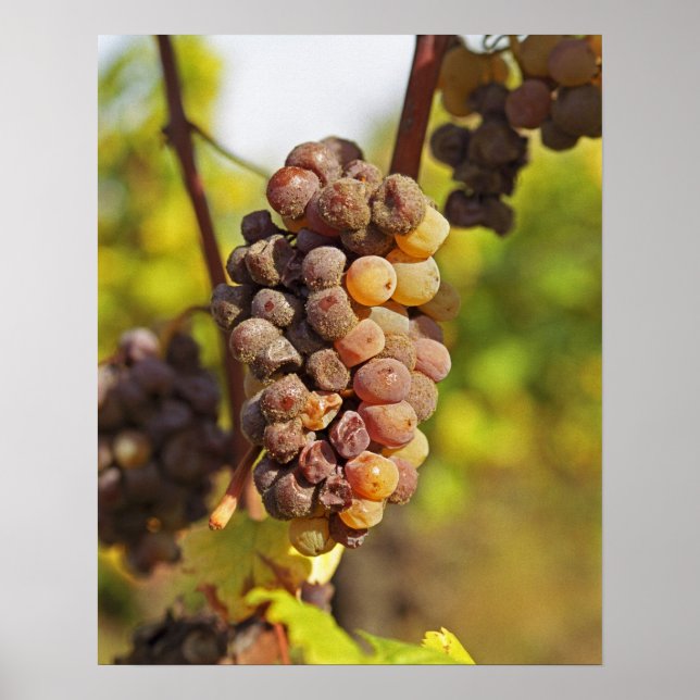 A moldy Semillon grape bunch at Ch Raymond Lafon Poster (Front)