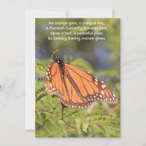 A Moment of Serenity The Orange Monarch Butterfly Holiday Card