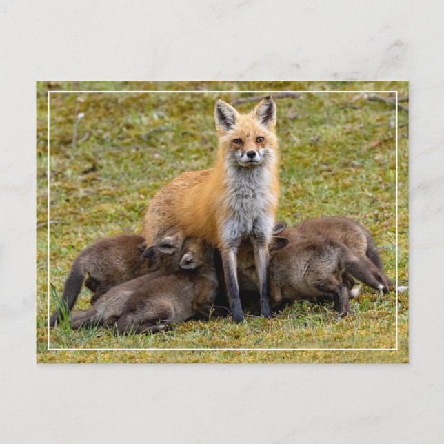 A Mom's Day Postcard (Front)