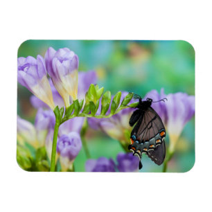 A Monarch Butterfly   Danaus Plexippus Magnet