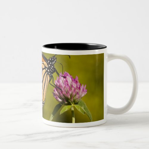 A monarch butterfly Danaus plexippus on clover Two_Tone Coffee Mug
