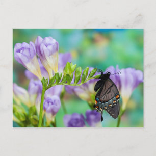 A Monarch Butterfly Danaus Plexippus Postcard