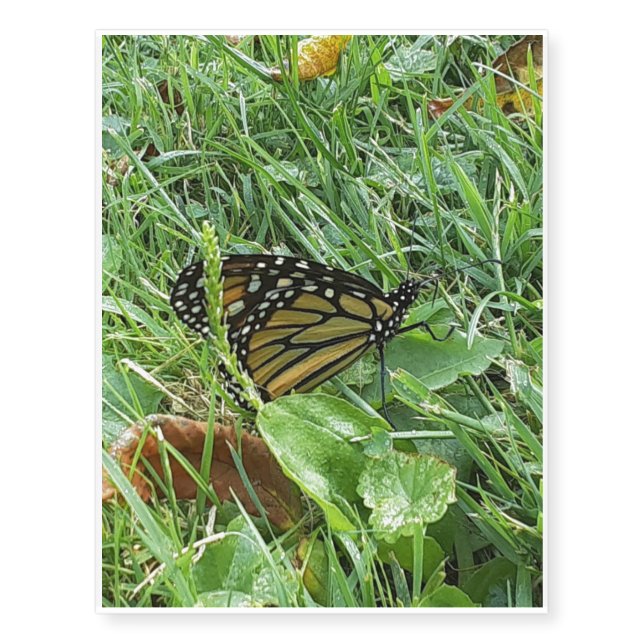 A Monarch Butterfly Temporary Tattoos (Front)