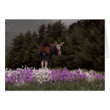 A Moose in the Phlox