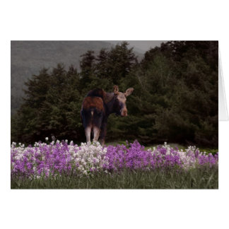 A Moose in the Phlox Cards