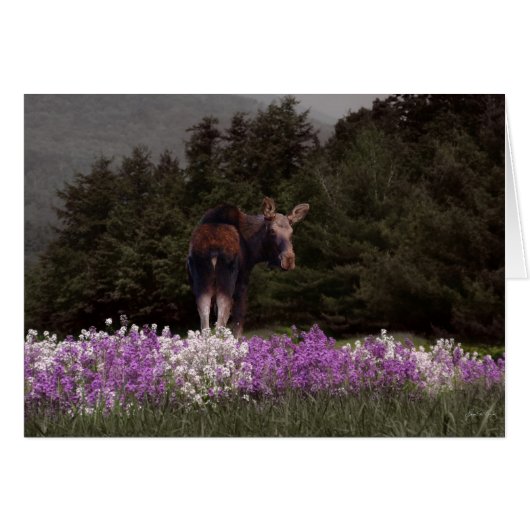 A Moose in the Phlox Cards (Front Horizontal)