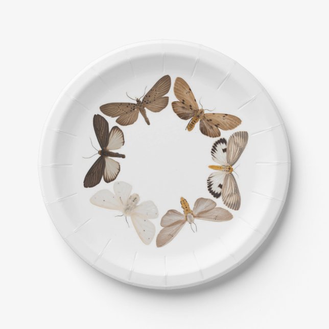 A moth plate (Front)