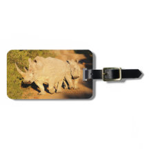 A Mother and Calf White Rhino in South Africa