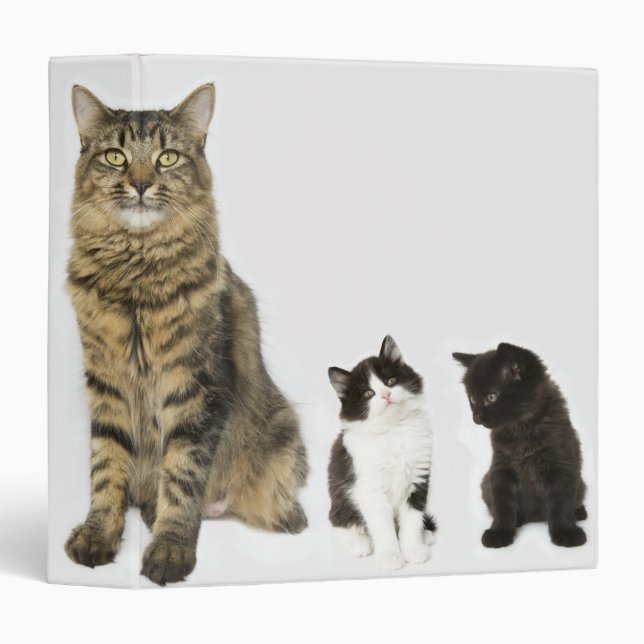 A mother with her four kittens all sitting 3 ring binder (Front/Spine)
