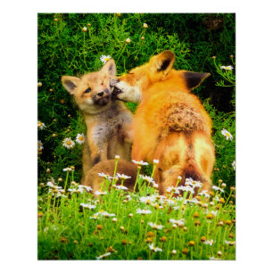 A Mother's Kiss Wildlife Nature Art Print