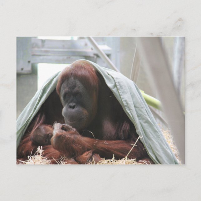 A Mothers Love Postcard (Front)