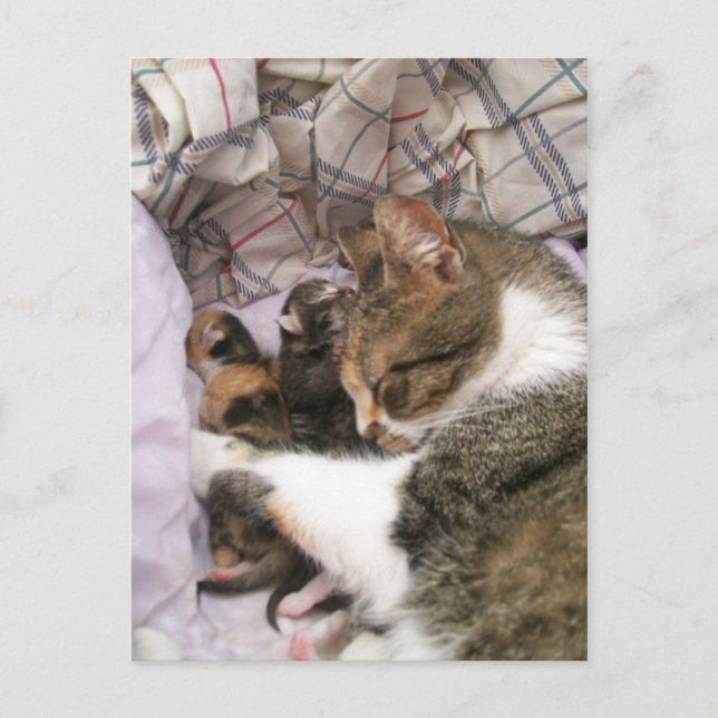 A Mothers Love Postcard (Front)