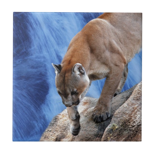 A mountain lion at the waterfall ceramic tile (Front)