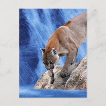 A Mountain Lion At The Waterfall Postcard by laureenr at Zazzle