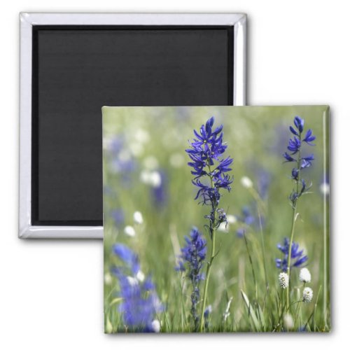 A mountain meadow of wildflowers including magnet
