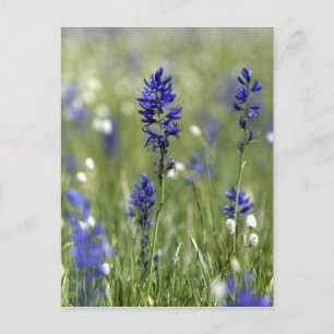 A mountain meadow of wildflowers including postcard