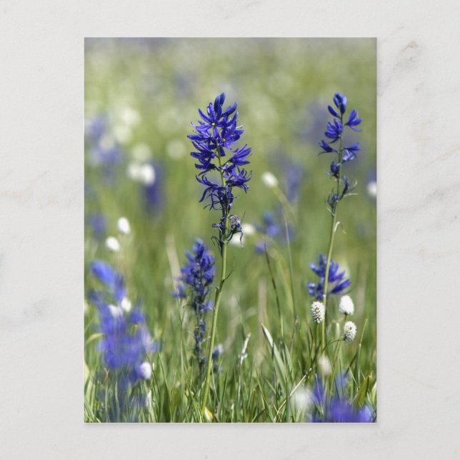 A mountain meadow of wildflowers including postcard (Front)