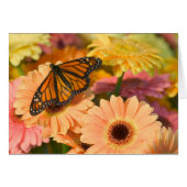 A Mourning Cloak Butterfly (Front Horizontal)