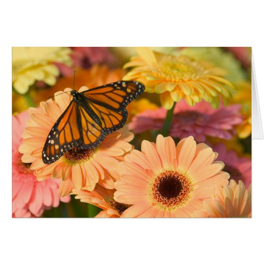 A Mourning Cloak Butterfly Cards (Front Horizontal)