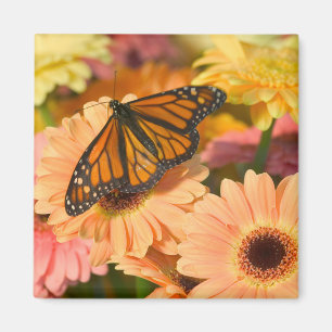 A Mourning Cloak Butterfly Magnet