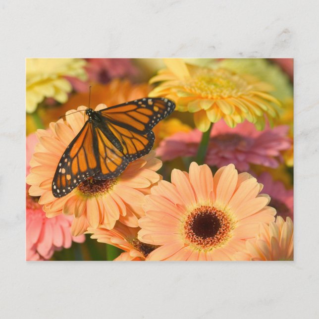 A Mourning Cloak Butterfly Postcard (Front)