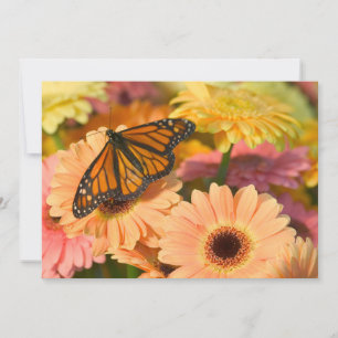 A Mourning Cloak Butterfly Thank You Card