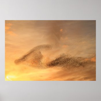A Murmuration Of Starling Print by Welshpixels at Zazzle