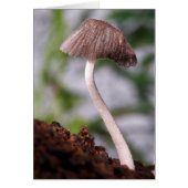 A Mushroom (Front)