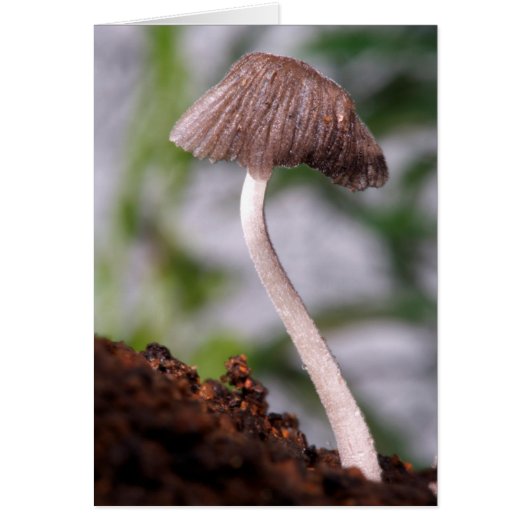 A Mushroom Cards (Front)