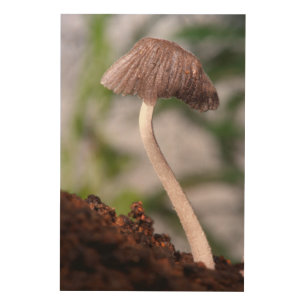 A Mushroom Wood Wall Art